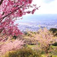 富士山×桜が絶景！神奈川のおすすめ桜スポット