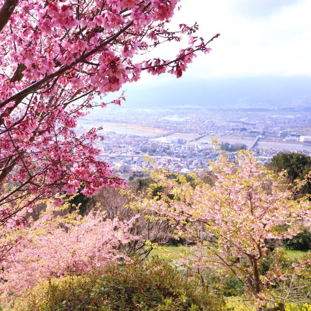 富士山×桜が絶景！神奈川のおすすめ桜スポット