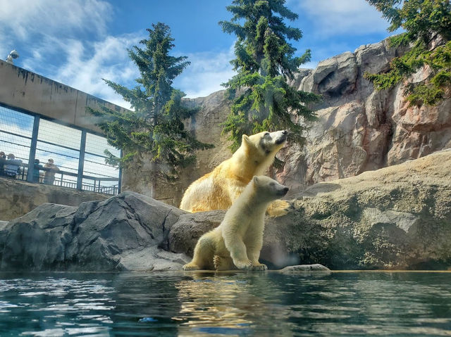 Asahiyama Zoo 