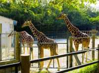 Good Zoo for 500 yen