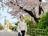 🇰🇷釜山｜高CP值賞櫻首選釜山🌸