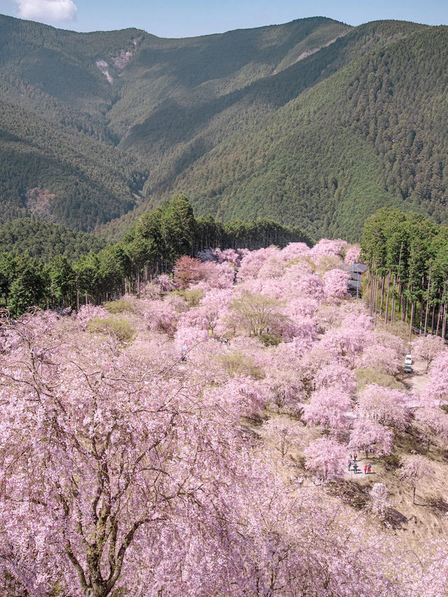 【1000本の枝垂れ桜が圧巻！😳】今週末に行くなら奈良県・高見の郷がおすすめ！🌸✨