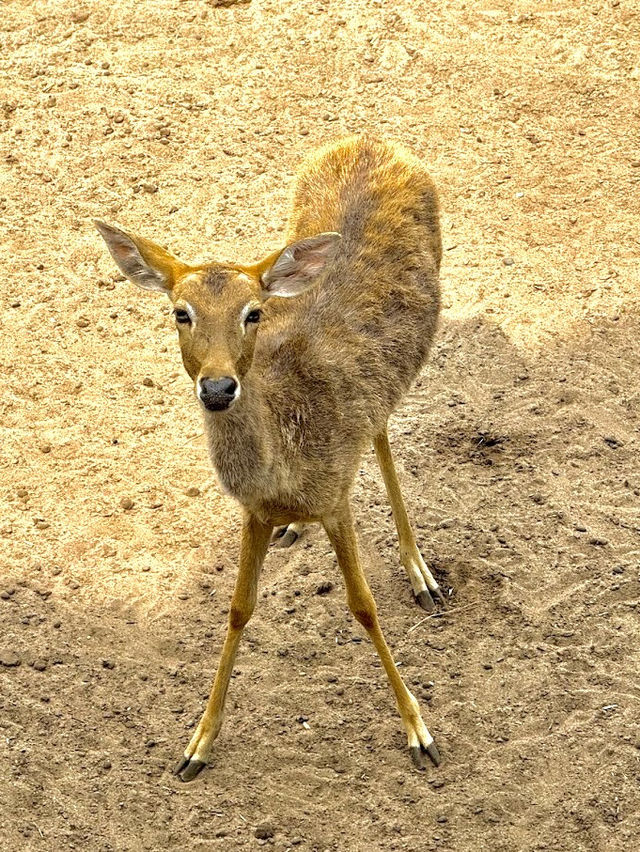 Saigon Zoo and Botanical Garden