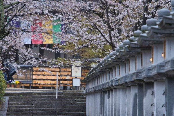 奈良×桜】参道から本堂、展望台まで500本の桜が咲き誇るスポット