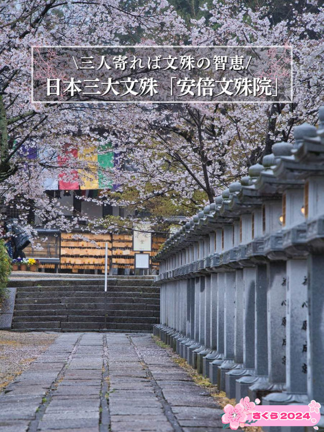 【奈良×桜】参道から本堂、展望台まで500本の桜が咲き誇るスポット🌸