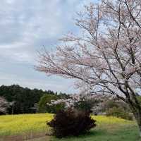 長崎県桜と菜の花の美しいスポット
