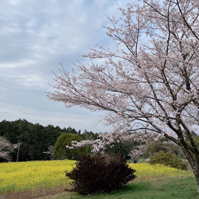 長崎県桜と菜の花の美しいスポット