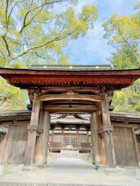 【岩国】春はのんびり気持ちいい吉香公園へ🌸