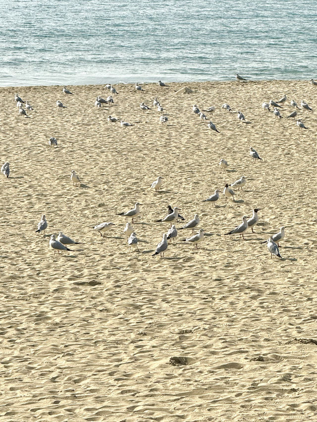 【韓国(釜山)】釜山に行くなら海雲台(ヘウンデ)は必須！！綺麗な海だから夏は大混雑