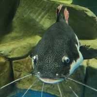 Sisaket Aquarium