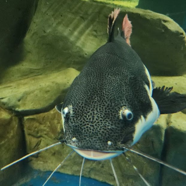 Sisaket Aquarium