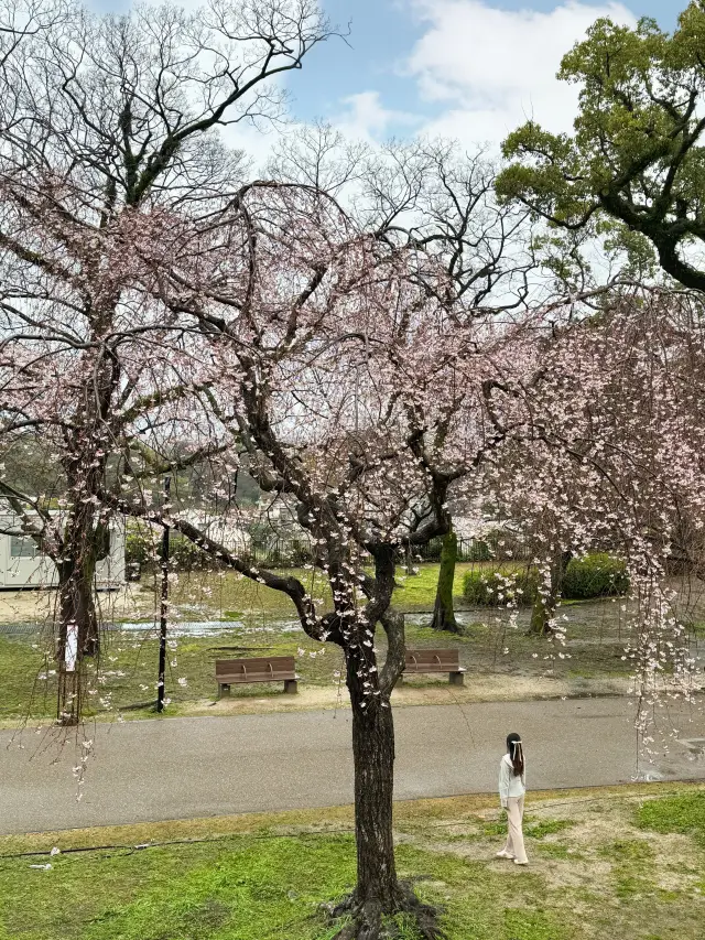 日本福岡景點｜市區賞櫻之地必到公園🌸