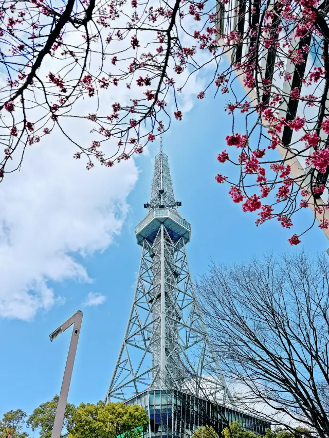 Cherry Blossom Viewing in Nagoya City | Early Cherry Blossoms at Nagoya TV Tower in Full Bloom.