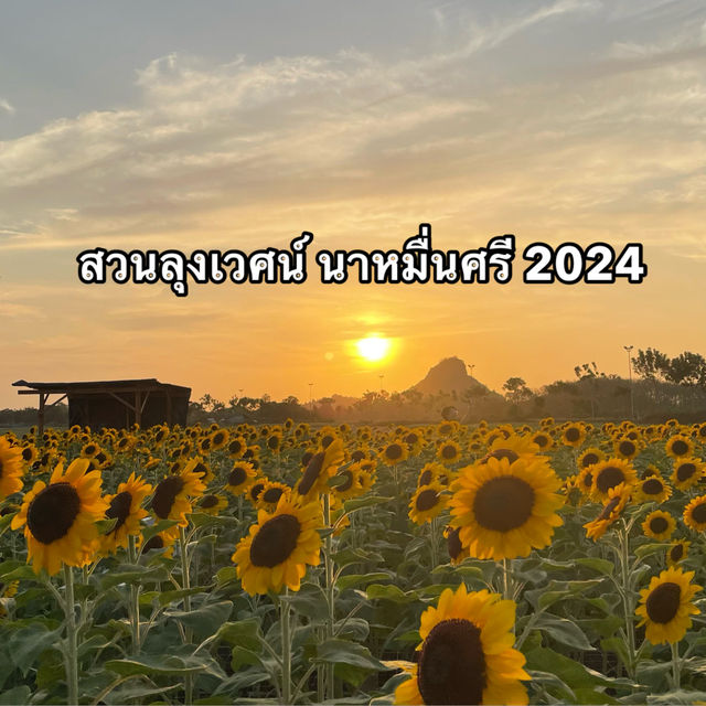 สวนลุงเวศน์ นาหมื่นศรี 2024🌻💐