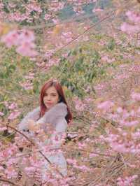 เชียงใหม่ก็มีดอกซากุระ 🌸