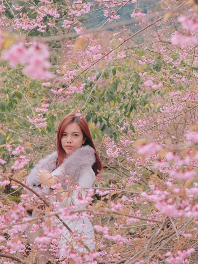 เชียงใหม่ก็มีดอกซากุระ 🌸
