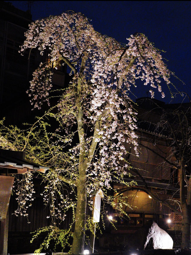 一度は行きたい🌸京都の桜といえばここ！祇園白川🌸