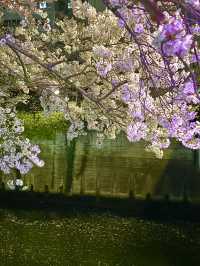 【目黒川/東京都】桜満開になったら、まずは目黒川へ