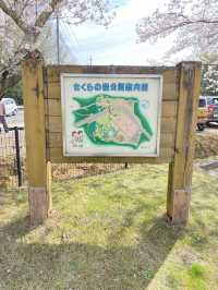 桜満開