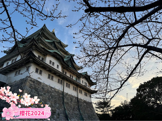 🌸名古屋城櫻花季🌸：粉嫩花海，預測花期查官網