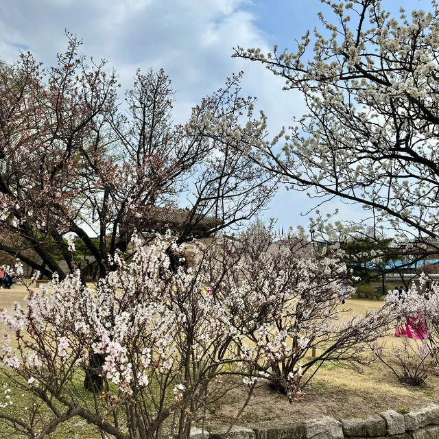 Hanbok: Gyeongbokgung Palace 🌸 