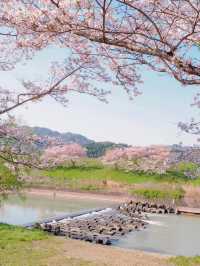 【兵庫・丹波篠山】超穴場！500ｍの桜トンネル
