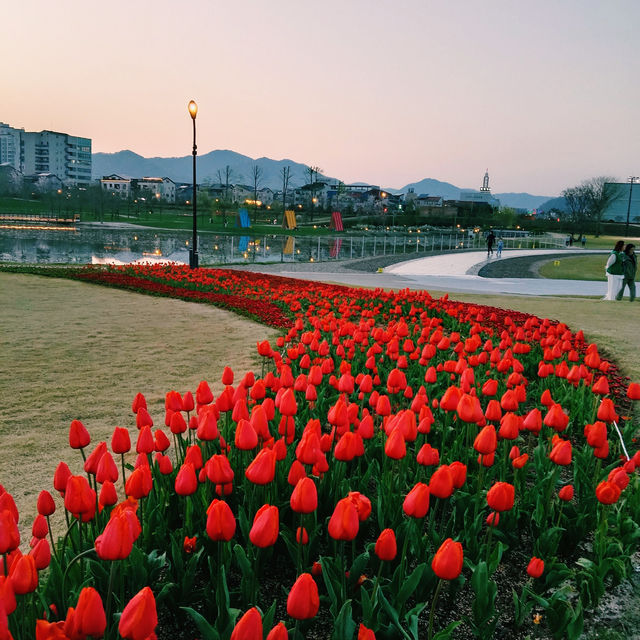 Spring blossom at Suncheon Bay Garden 🇰🇷