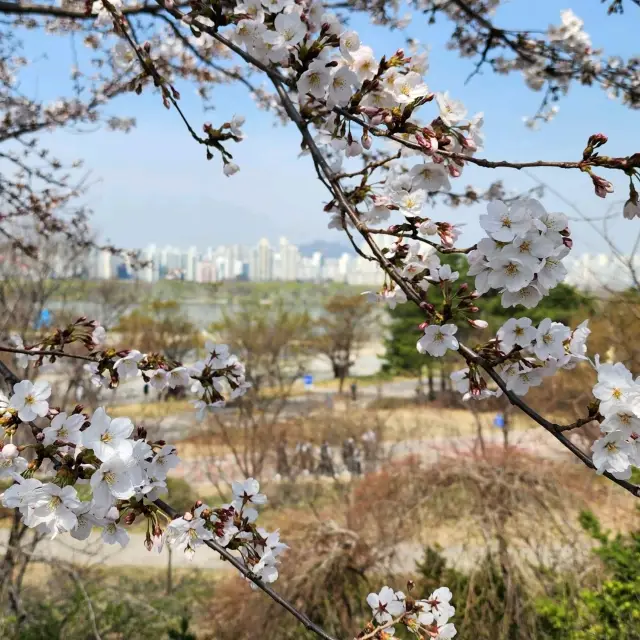 One Fine Spring Day to Night at Yeouido and along Seoul's Hangang River