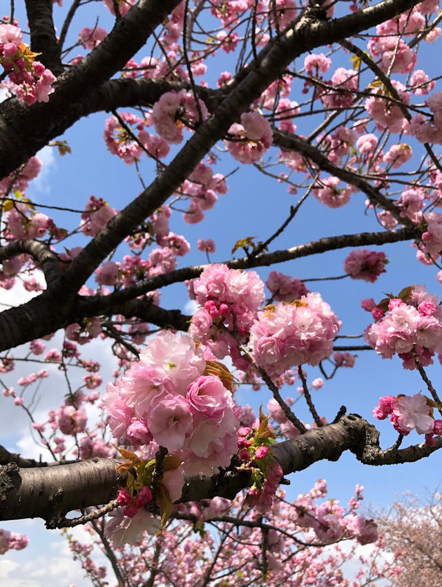 Akabane Sakuratsutsumi Park