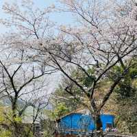 🌸วัดนันโซอินยามซากุระผลิบาน