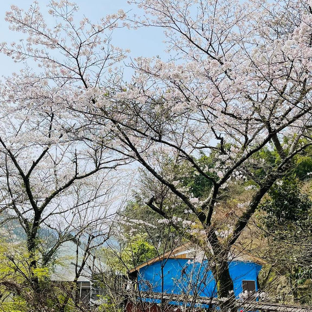 🌸วัดนันโซอินยามซากุระผลิบาน
