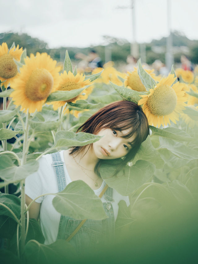 香港賞花🌼不用等夏天走進向日葵花海
