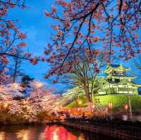新潟・高田城址公園櫻花