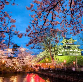 Niigata's Takada Castle Park Cherry Blossoms