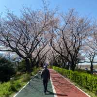 Samnak Ecological Park จุดชมซากุระสวยในปูซาน
