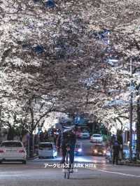 【雑誌風】東京周辺の桜撮影スポット７選！FOCUS Vol.002