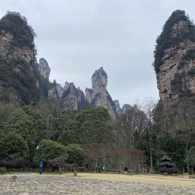 只能用壯麗來形容的「🌳張家界國家森林公園」🌳