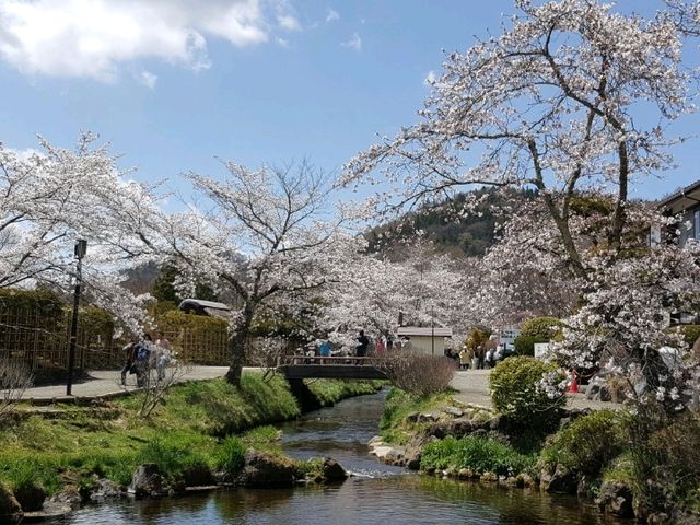 Cherry Blossom and Mount Fuji at Oshino Hakkai