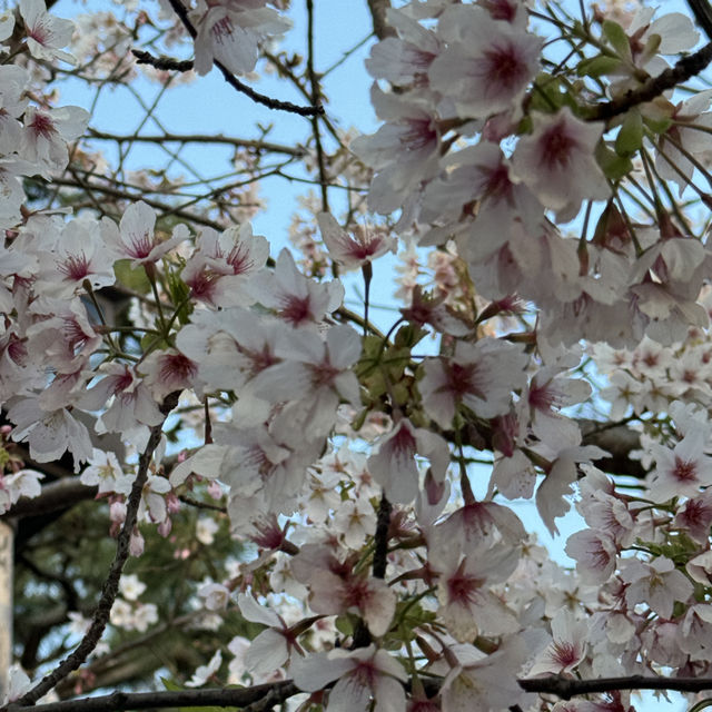First sakura in Japan🇯🇵