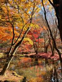 軽井沢紅葉のリフレクション！雲場池