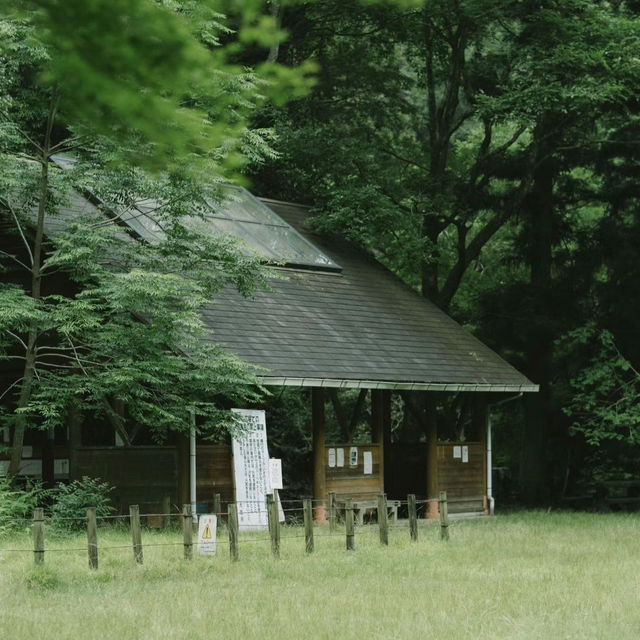 「山形十五軒公園：浪漫櫻花林，市民遺產」