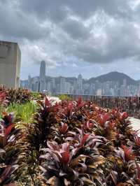 🌼🌸 春日寧靜楽園 🌸🌼 M+空中花園：春日散步好去處！