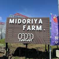 【神奈川】生クリーム無料！最大10品種✨いちご食べ比べ