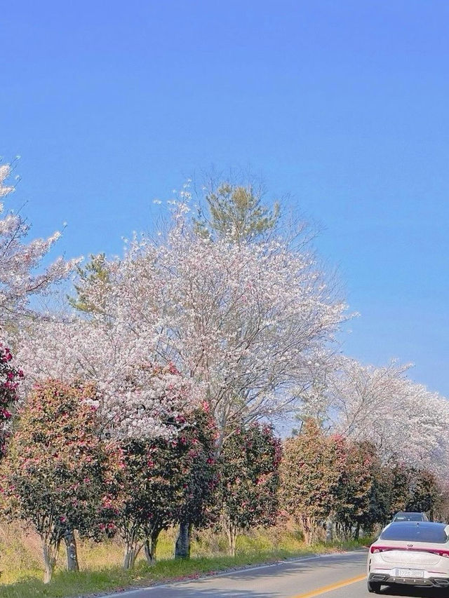 🌸창원 가포로 숨겨진 동백벚꽃길🌸