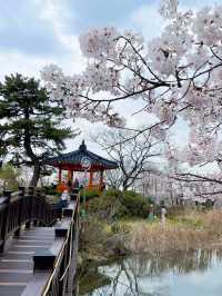 🌸동화 속 같은 몽글몽글한 벚꽃 커튼이 있는 이 곳🌸