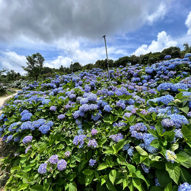 🌸繡球花季開跑囉🏃‍♀️🏃‍♀️🏃‍♀️