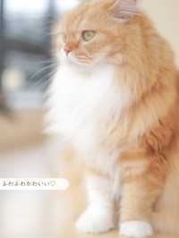【東京/町田】雨の日も関係ない🐱ねこカフェで癒されよう🥹