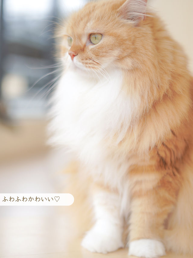 【東京/町田】雨の日も関係ない🐱ねこカフェで癒されよう🥹