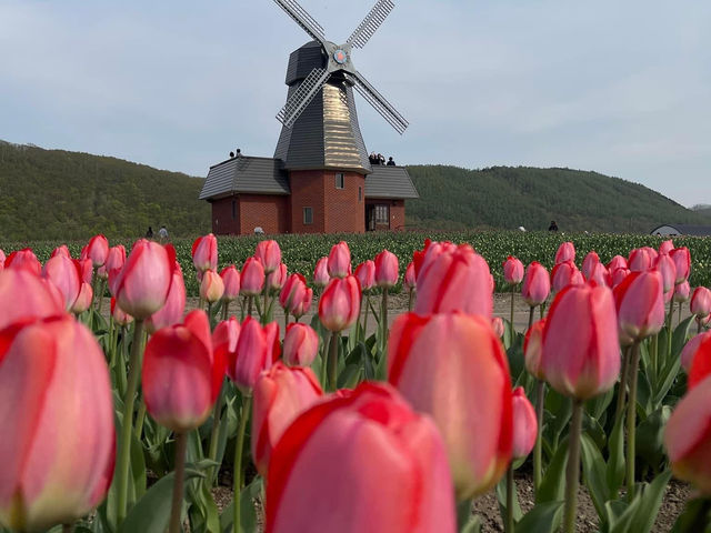 北海道賞花