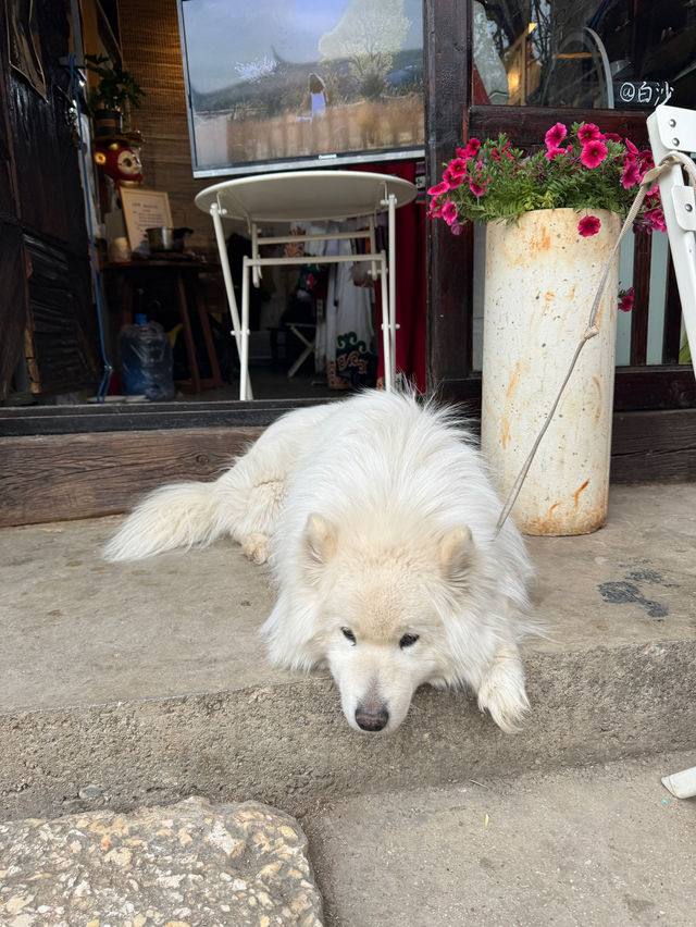 🇨🇳 Visiting 白沙古镇 (Baisha Ancient Town), Lijiang